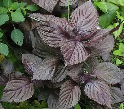 Purple Shiso Seeds Perilla Japanese Basil Red Mint NON-GMO Variety Sizes • $1.69