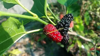 Mulberry BLACK 1 X PLANT Tubestock Morus Nigra • $8