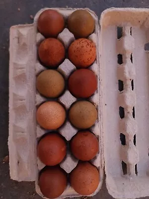 12+ Rich Marans And Olive Egger Crosses Hatching Eggs (some SPECKLES Varies)  • $15