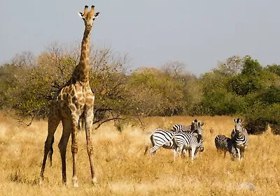 Giraffes & Zebras Namib Desert Namibia Africa Nature Picture Photo Print  • $9