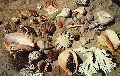 Vintage Postcard Sea Shells Collection From The Coasts & Islands Of Florida FL • $8.08