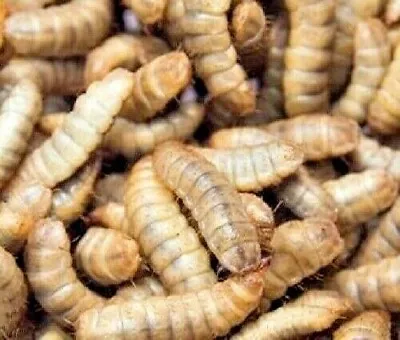 $8.45 • Buy Live Black Soldier Fly Larvae Reptile Feeder - Gecko Alive Insect Food