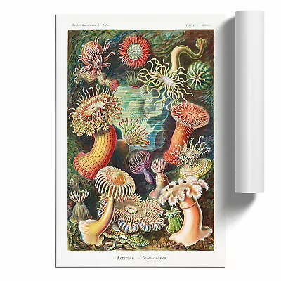 Sea Anemone Actiniae By Ernst Haeckel Unframed Wall Art Poster Print Decor • $21.10