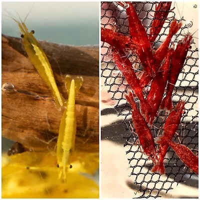 5+5 (+1 DOA Of Each Color) Fire Red And Neon Yellow Shrimp (Heat Pack Included) • $100