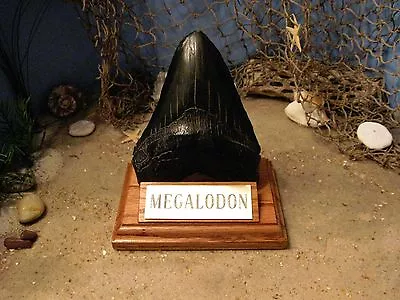 MEGALODON SHARK TOOTH 5  FOSSIL DISPLAY STAND ENGRAVED PLAQUE Tooth Not Included • $20.95