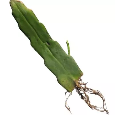 Organic Queen Of The Night Plant Cutting (Epiphyllum Oxypetalum) 1 Cutting With • $20