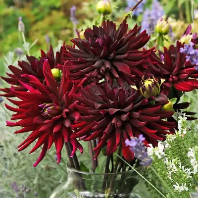 DAHLIA Chat Noir - CACTUS FLOWERING - Garden Plant Bulb TUBER • £7.95