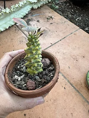 Rare EUPHORBIA Monadenium Ritchiei Variegata. Will Be Sent With Bare Roots • $30