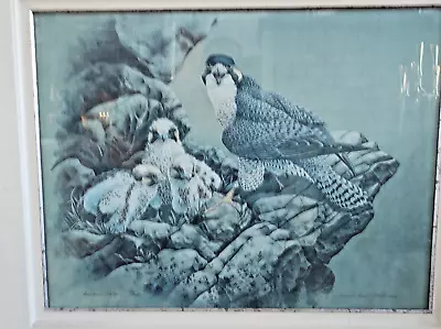 Large Framed Michael Dumas Art Print  Peregrine Falcon   Endangered Species • $87.39