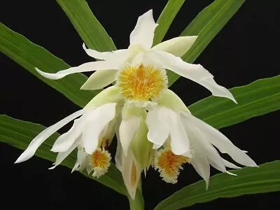 $23 • Buy Species Orchid -Thunia Alba