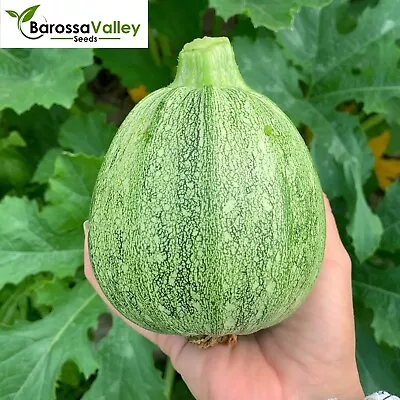 ZUCCHINI Ronde De Nice 7 Seeds Vegetable Garden SALAD Zuchinni Squash EASY GROW • $5.10