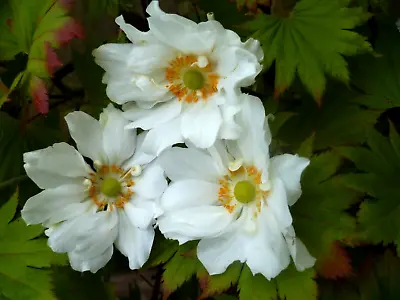 Japanese Anemone Double White. 24+ Fresh Seeds. • £1.29