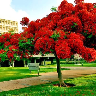 ROYAL POINCIANA RED FLAME TREE SEEDS Delonix Regia Tropical Flamboyant Flower • $7.95