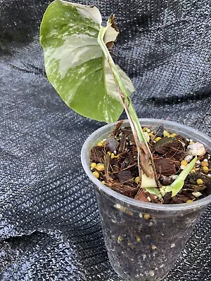 Monstera Albo Borsigiana Variegated Node Cutting Rooted With New Growth • $19.99