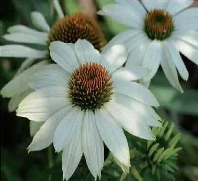 Flower - Echinacea - PowWow - White - 5 Seeds • £2.95