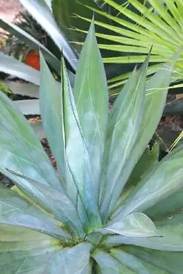 Agave Polyacantha Var. Xalapensis RARE 50 SEEDS Fresh Cacti Succulent • $6