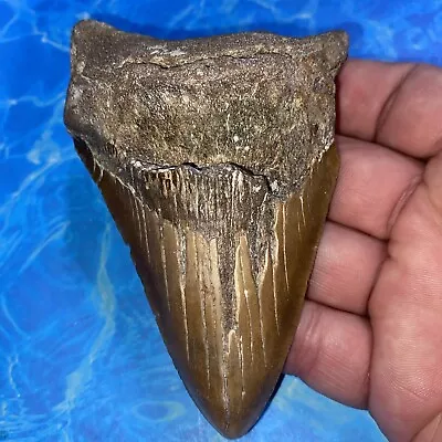 Megalodon Shark Tooth 4.73” Huge Teeth Meg Scuba Diver Direct Fossil Nc 2865 • $9.99