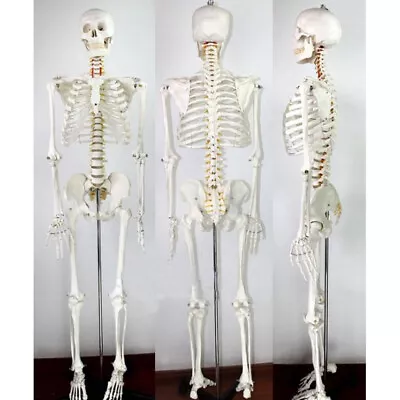 Techtongda Medical Full Body Anatomical Human Skeleton Model On Stand 180cm • $219.88