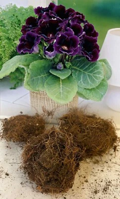 6 Gloxinia (sinningia) Violacea Blue/violet Tuberous Bulbs/corms Indoor Plant • £259.99