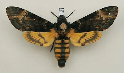 Sphingidae - Acherontia Atropos - Death's-head Hawk-moth - #139 • $18.39
