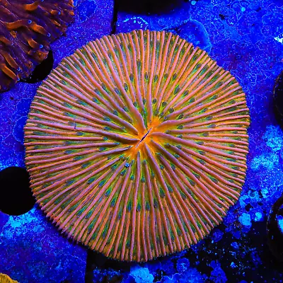 Rainbow Plate Coral • $347.86
