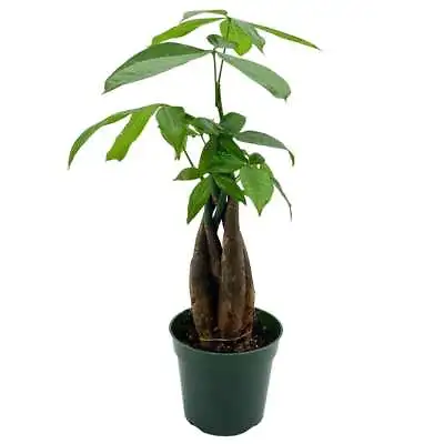 Money Tree Pachira Aquatica Water Chestnut Very Large Bonsai Plant Perfect H • $22.99