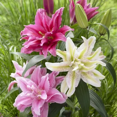Lilies ROSELILY DOUBLE ORIENTAL MIX 3 Bulbs Lilly Ready To Plant • £13.95