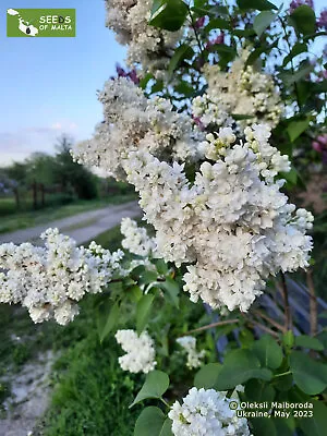 Syringa Vulgaris White Multi Petal Flower Hardy Shrub Bee Friendly 30-100 Seeds • £3.59