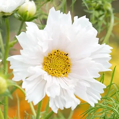Double Dutch White Cosmos Orchid Seeds 50 Seeds • £2.99