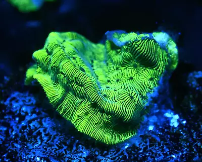 Stunning Hulk Leptoseris Medium Coral Frag-Marine LPS SPS Encrusting • £0.99