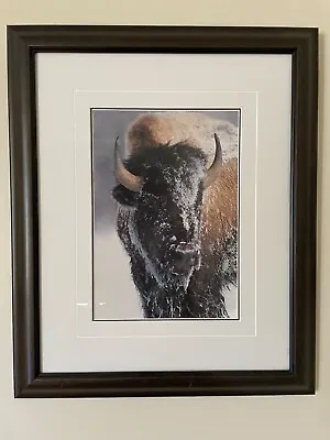 Limited Edition Thomas D. Mangelsen Photograph -  Native American-Bison  • $500