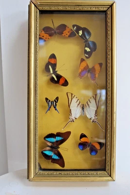 £26 • Buy Vintage Framed Box-Cased Butterfly Taxidermy, 8 Butterflies