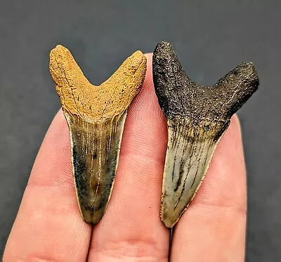 Rare Pair Of Monster Isurus Praecursor Mako Shark Teeth North Florida Eocene • $40