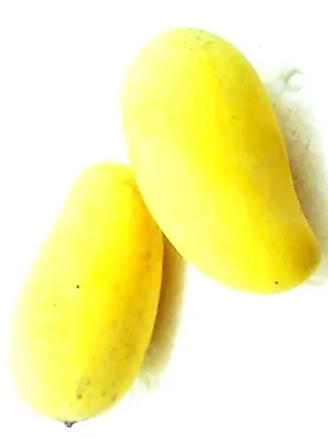 Sweet Mango Mangifera Anacardiaceae Fruit Tropical Thai99 • $3.69