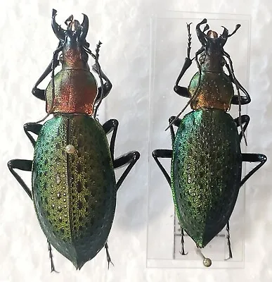 Pair Carabus Coptolabrus Emeraldinus Ssp Tchillensis China Mount Housan -A- - • $18.17