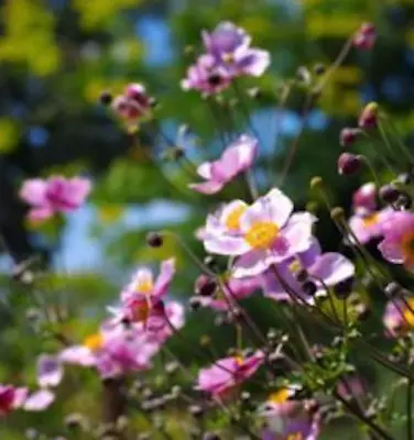 Pink Japanese Anemone 3 Bare Roots From Healthy Mature Plants Organic Grown • £10.99