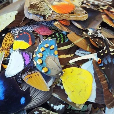 50 Pieces Assorted Real Butterfly Moth Wings Wholesale Lot Mix • $60