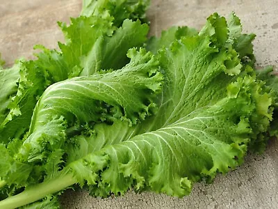 Southern Giant Curled Mustard Greens | Brassica Juncea | Organic 2024 300+ Seeds • $5.95