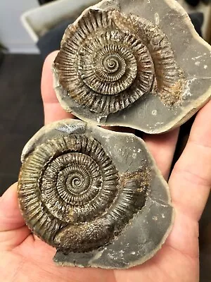 Dactylioceras Sp Ammonite Pos Neg Whitby Yorkshire Uk Dinosaur Fossil • $18.59