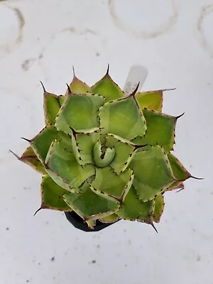 Agave Potatorum Kichiokan Marginata Variegated Rare Cactus Succulent Plant  • $14.99