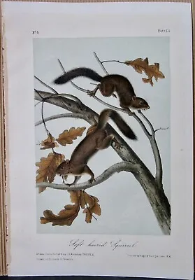 Soft Haired Squirrel Audubon Octavo Edition 1850 Hand Colored  Litho J.t.bowen • $99.95