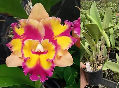 RON Cattleya Orchid Rlc Rungnapha Fancy 'Warm Welcome' FLOWERING SIZE! MERICLONE • $40