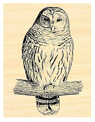 P31 Owl On Branch Rubber Stamp WM 2.25x1.5  • $11.50