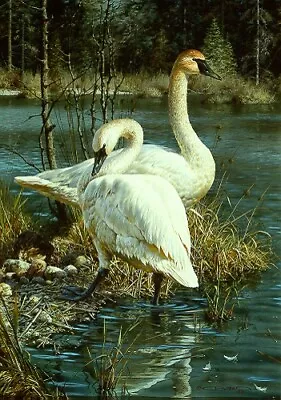 Carl Brenders WHITE ELEGANCE Trumpeter Swans Art Print ARTIST PROOF A/P#2/56 • $395