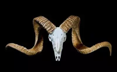 $1095 • Buy GIANT 60  Marco Polo Argali Sheep Bighorn Antlers Sheep Man Cave