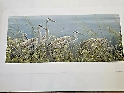 $250 • Buy Robert Bateman Print  Young Sandhill Cranes 