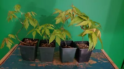 4 Acer Trees Japanese Maple In 9cm Pots • £10