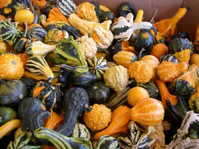 $22.95 • Buy Gourd Seeds, Large And Small Mix, NON-GMO, Ornamental, FREE SHIPPING