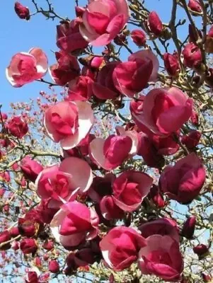 5 Alexandra Magnolia Seeds LILY FLOWER TREE Fragrant Flowers Tulip • $4.50