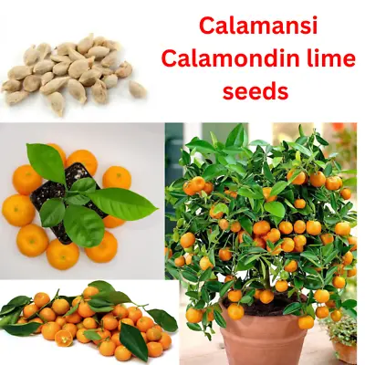 150 + Calamansi Seeds Calamondin Lime Grown Organically  Rare Citrus Bonsai Tree • £19.44